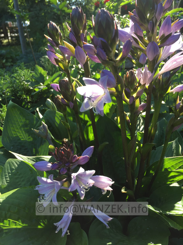 Hosta Hybride Schoene Naomi 005 Blueten nah.JPG